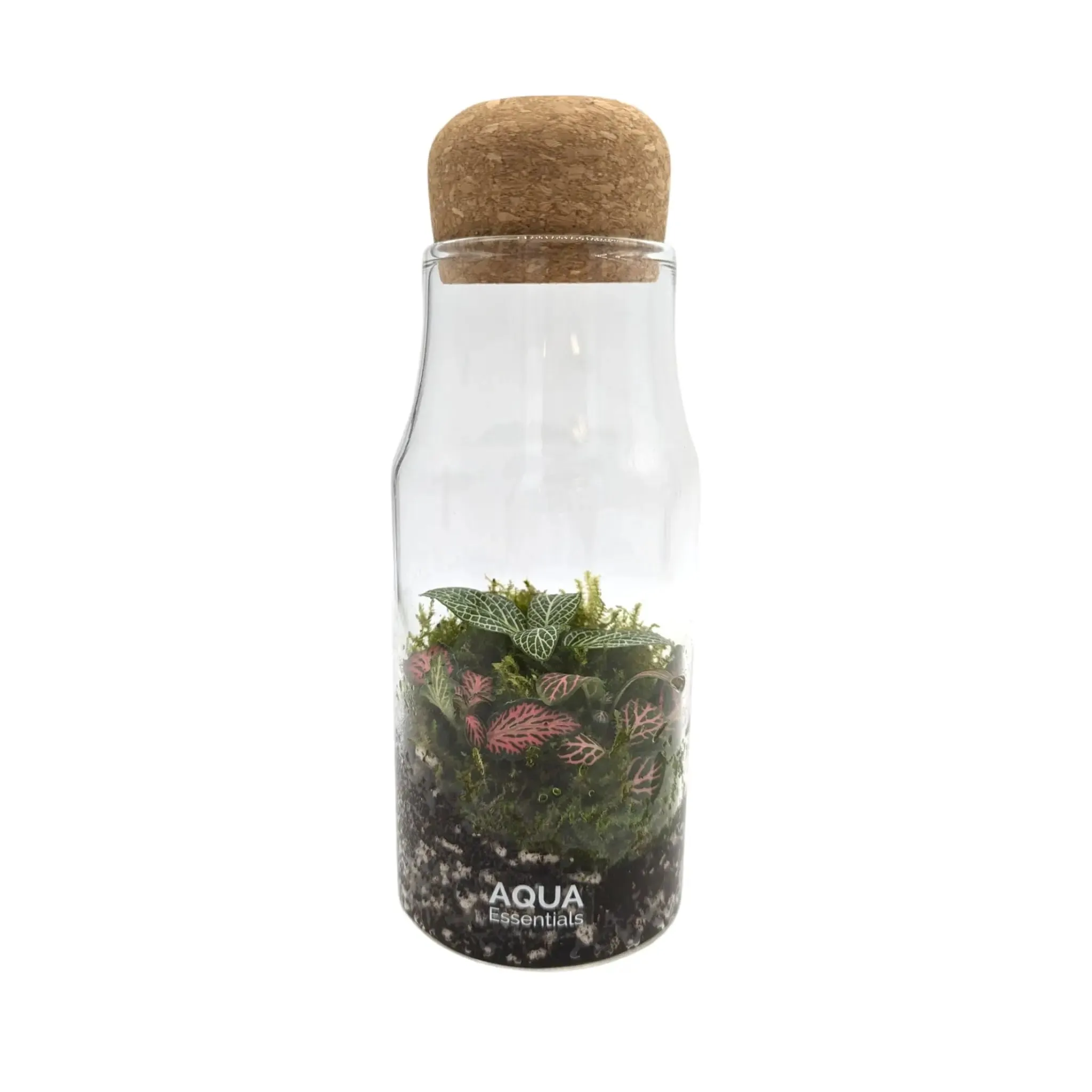 Bottled Terrarium