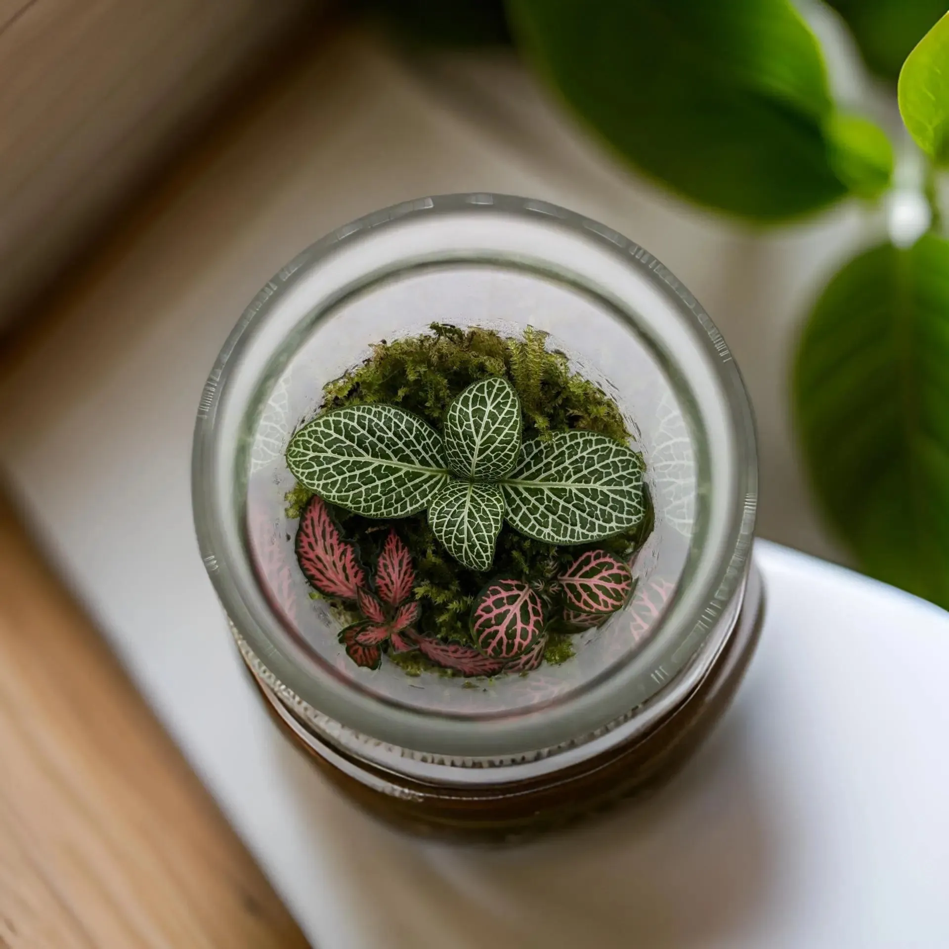 Bottled Terrarium